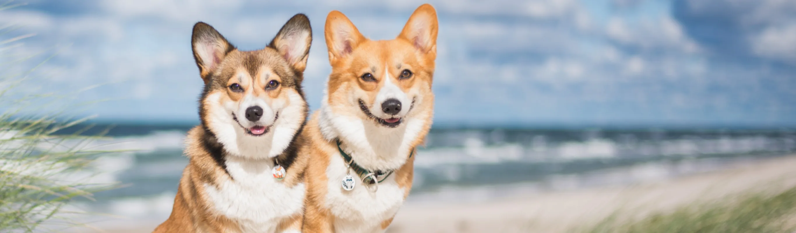 2 corgis sitting together on the beach with the water behind them